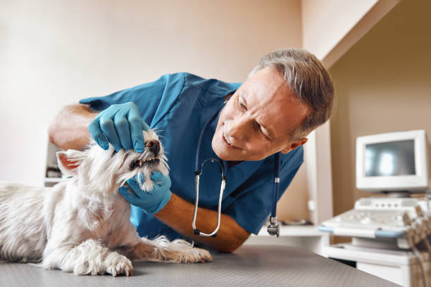 Best Pediatric Emergency Dentist in Atlanta, IL